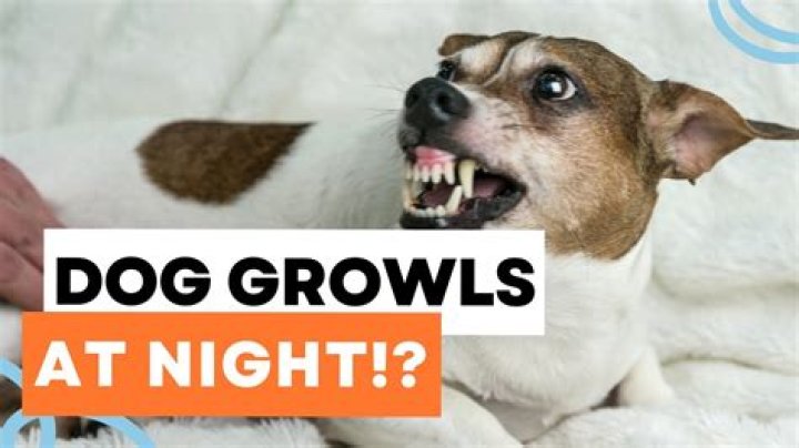 Why does my dog growl at me at night when I pet him?