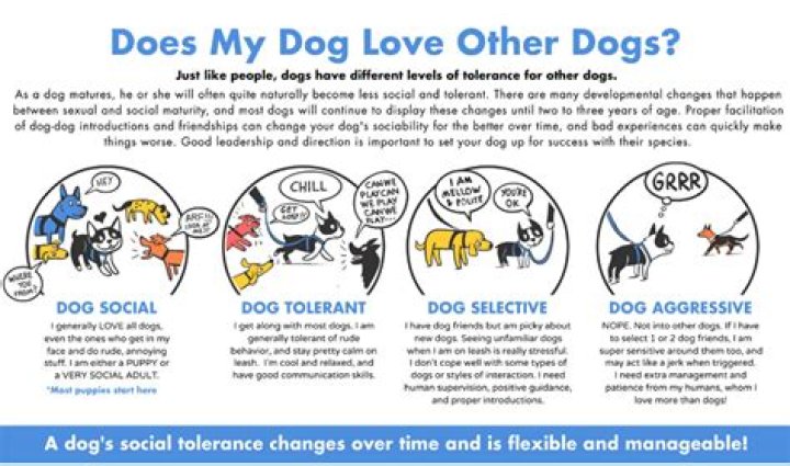 Why does my dog hate my boyfriend?