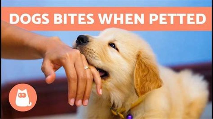Why does my dog hold my finger in her mouth?
