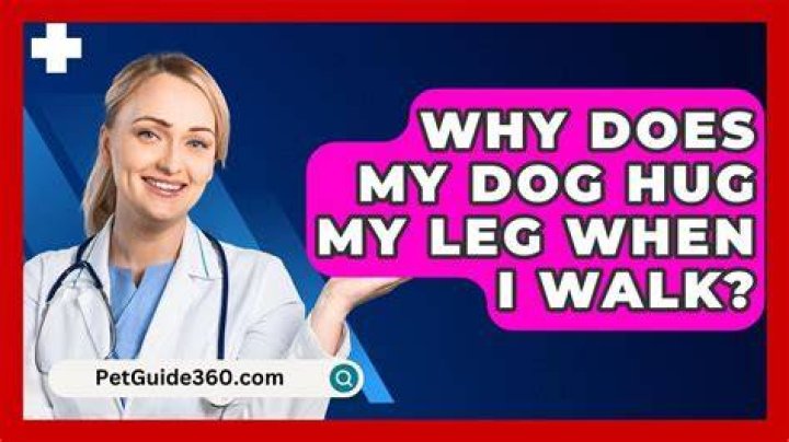 Why does my dog hug my leg when I walk?