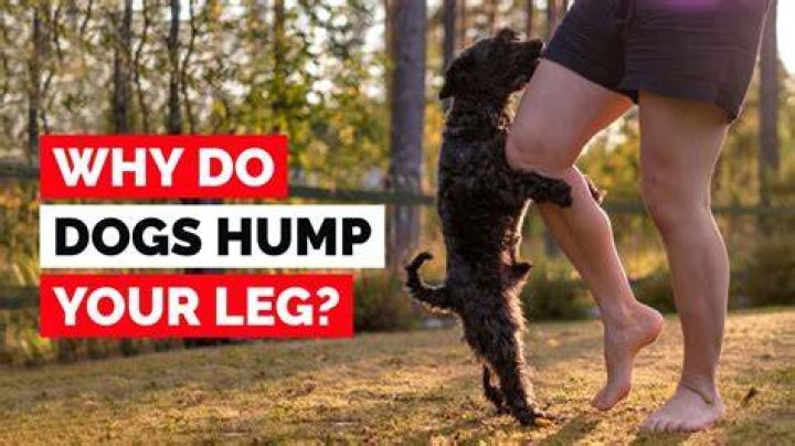 Why does my dog hump my leg when I hug someone?