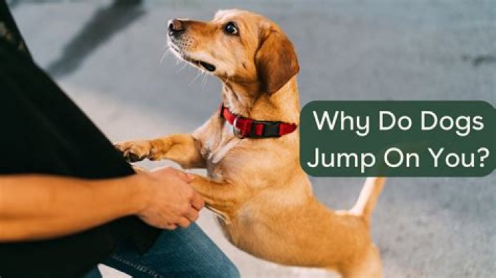 Why does my dog jump in my seat when I get up?