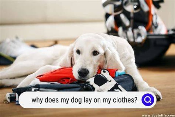 Why does my dog lay on my clothes?