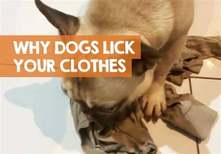Why does my dog lick my clothes?