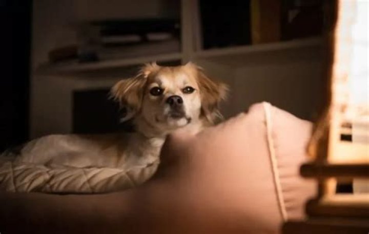 Why does my dog not sleep at night?