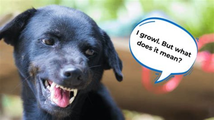 Why does my dog only growl at me and no one else?