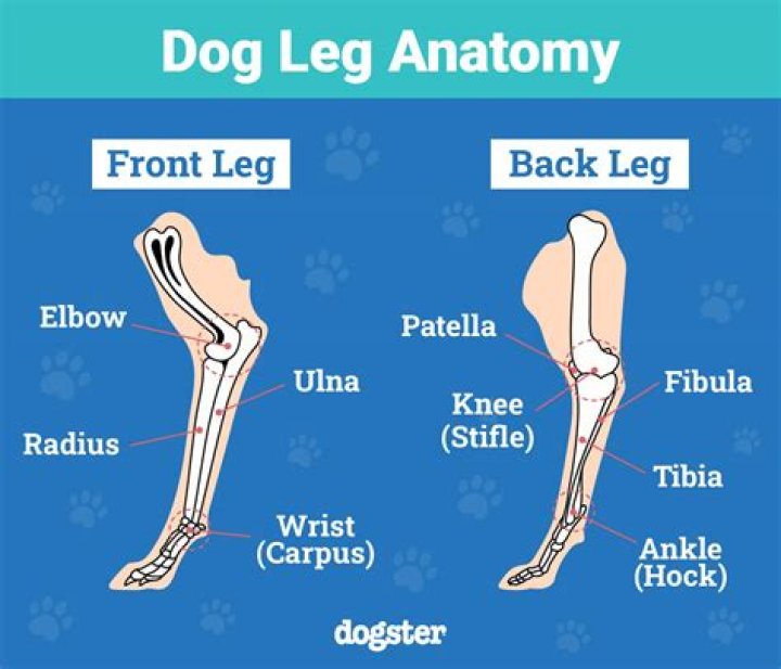 Why does my dog stand on his legs?