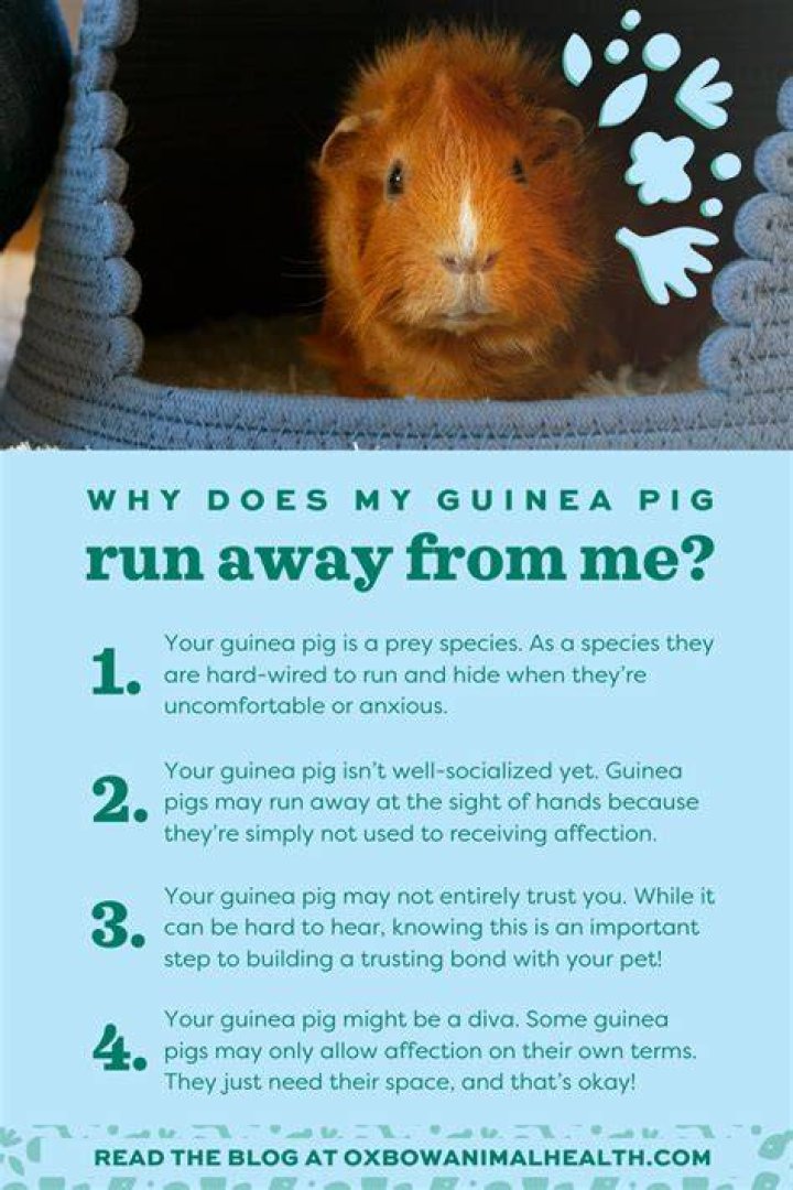 Why does my guinea pig vibrate when I pet him?