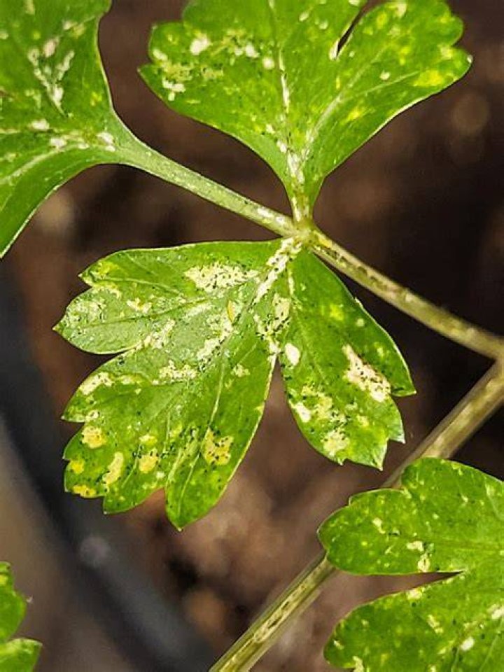 Why does parsley turn white?