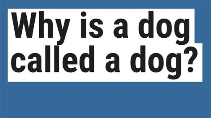 Why is a dog called a dog?