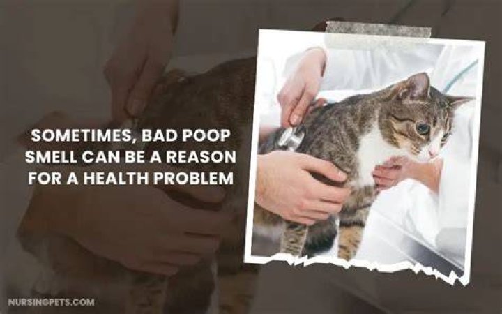 Why is cat poop so smelly?
