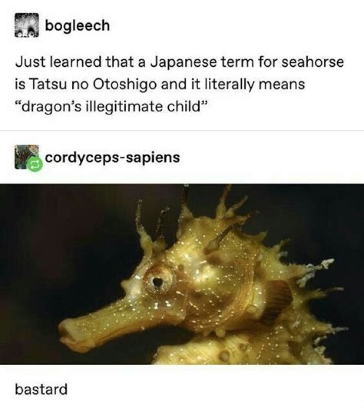 Why is Hatori a seahorse and not a dragon?