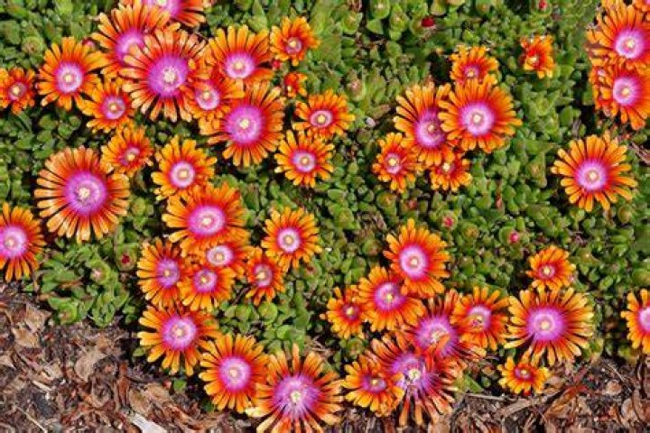Why is ice plant called ice plant?