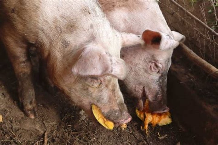 Why is it OK to eat pigs but not dogs?