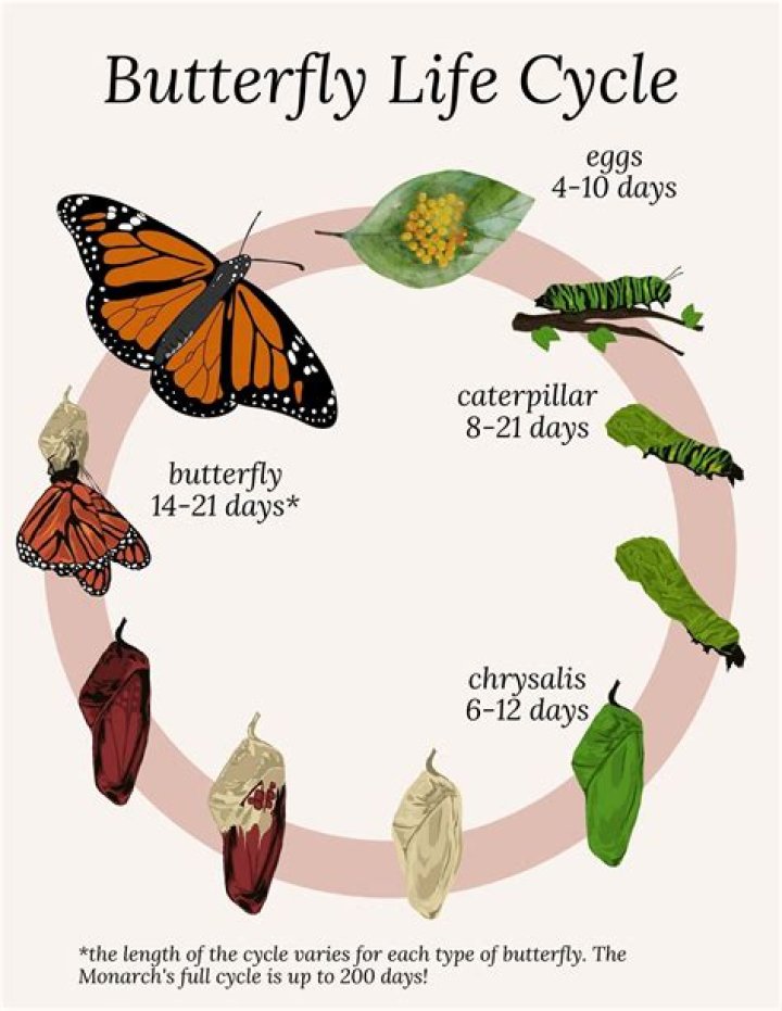 Why is MURM a butterfly?