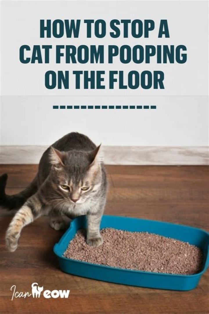 Why is my cat pooping on the floor but peeing in the litter box?