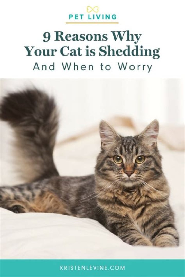 Why is my cat suddenly restless?