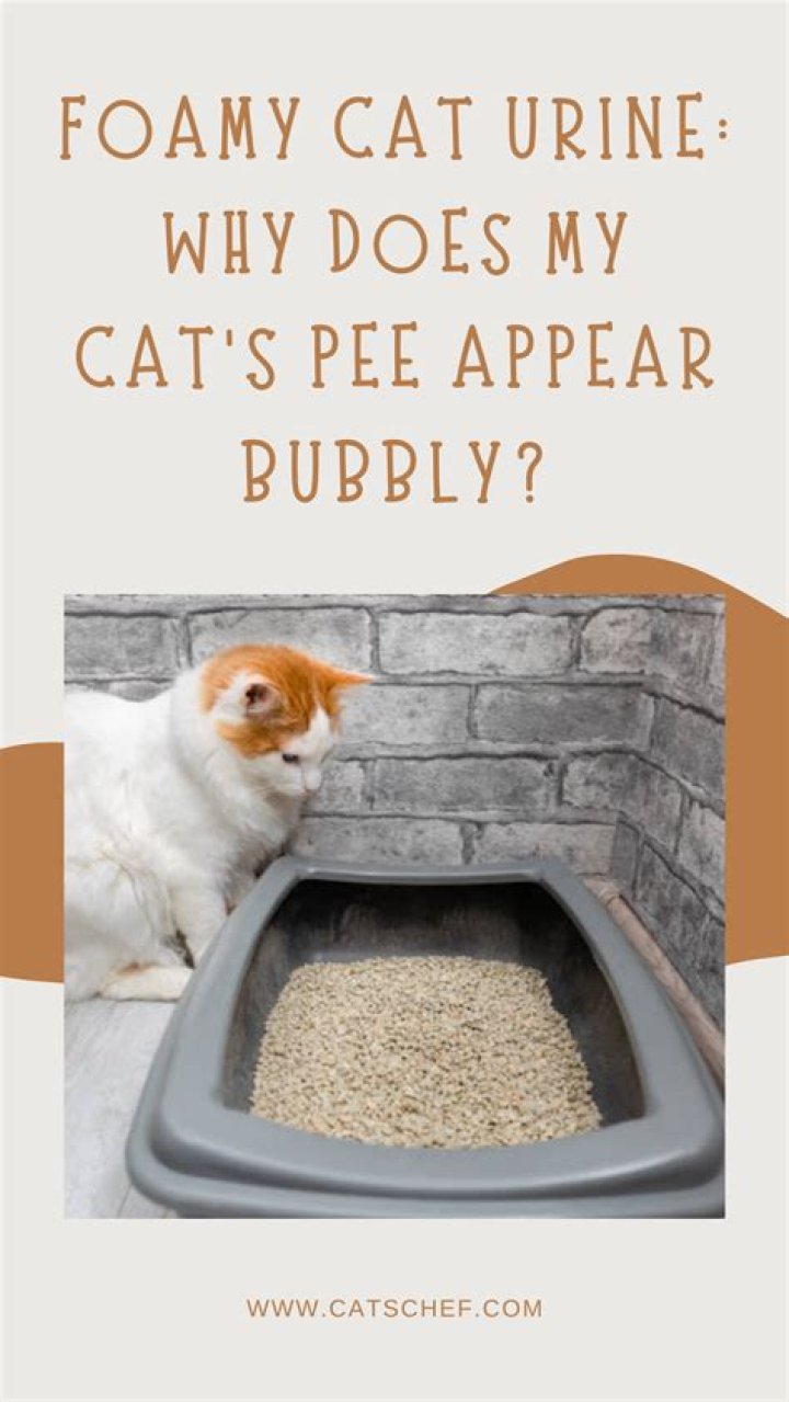 Why is my cats pee orange?