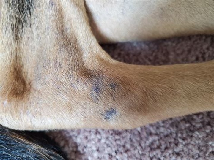 Why is my dog's leg purple?