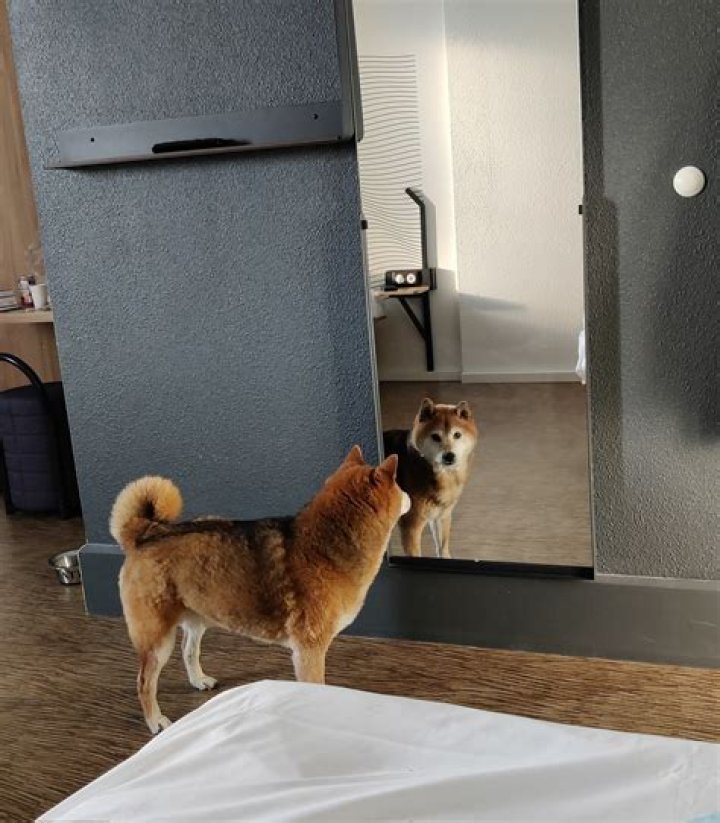 Why is my dog not himself?