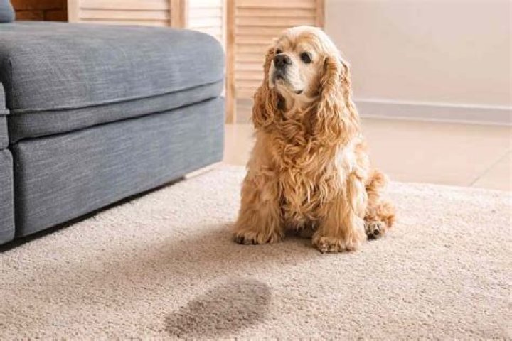 Why is my dog peeing on the carpet all of a sudden?