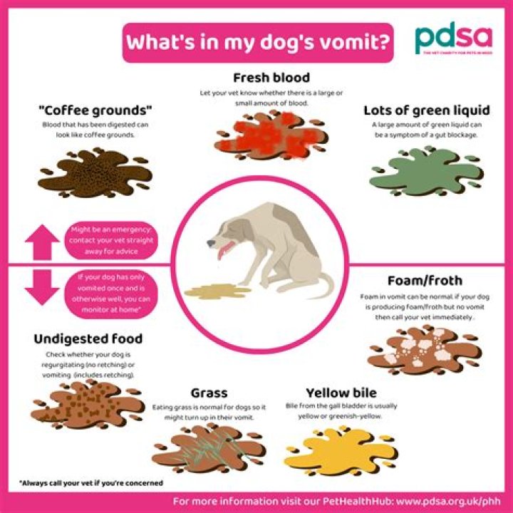 Why is my dog puking but acting normal?