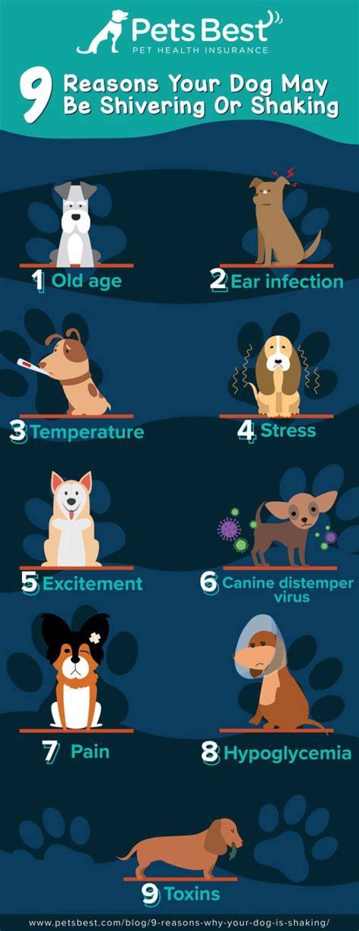 Why is my dog shaking after throwing up?