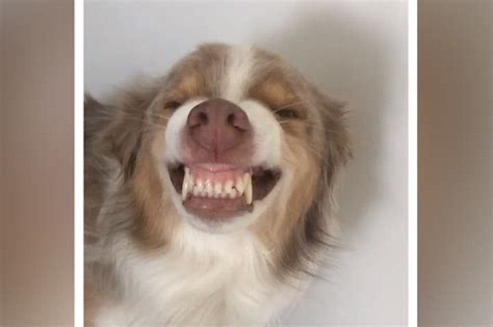 Why is my dog smiling?