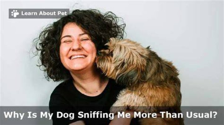 Why is my dog sniffing me more than usual?