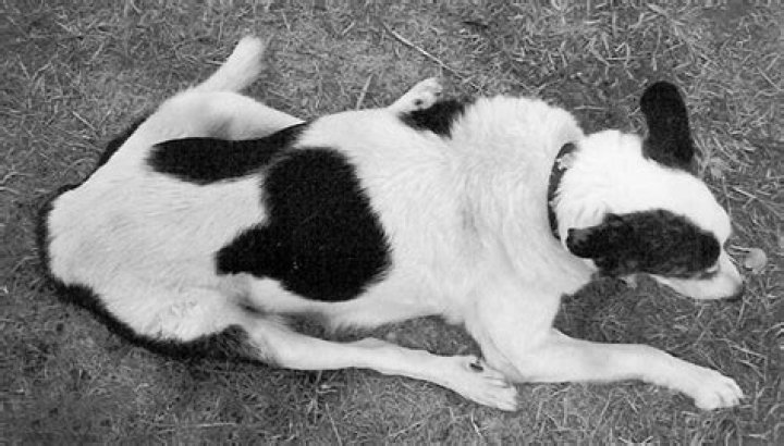 Why is my dog walking sideways and falling over?