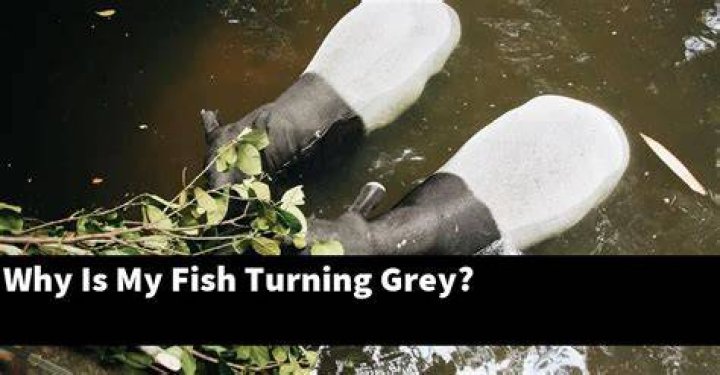 Why is my fish turning GREY?