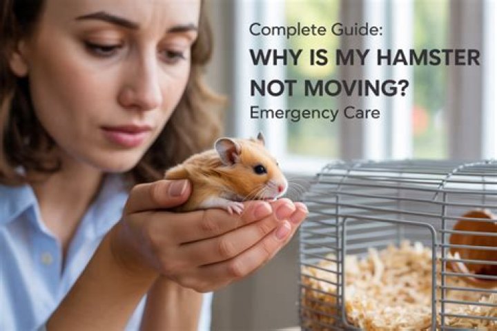 Why is my hamster just standing still?