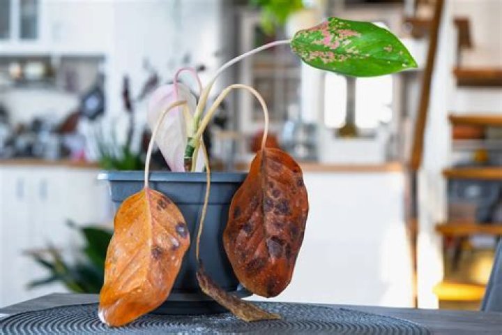 Why is my indoor plant dying?