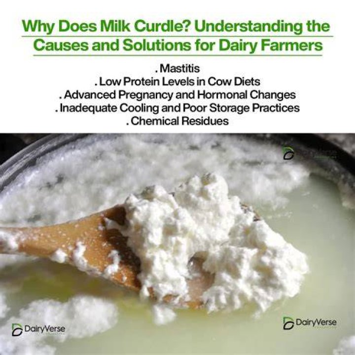 Why is my milk curdling when I heat it?