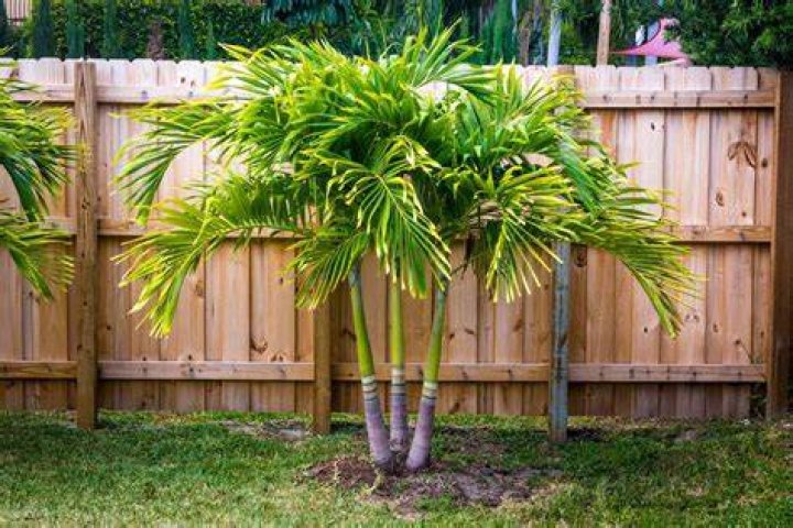 Why is my palm tree not growing?