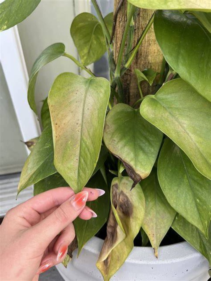 Why is my plant dying after I repotted it?