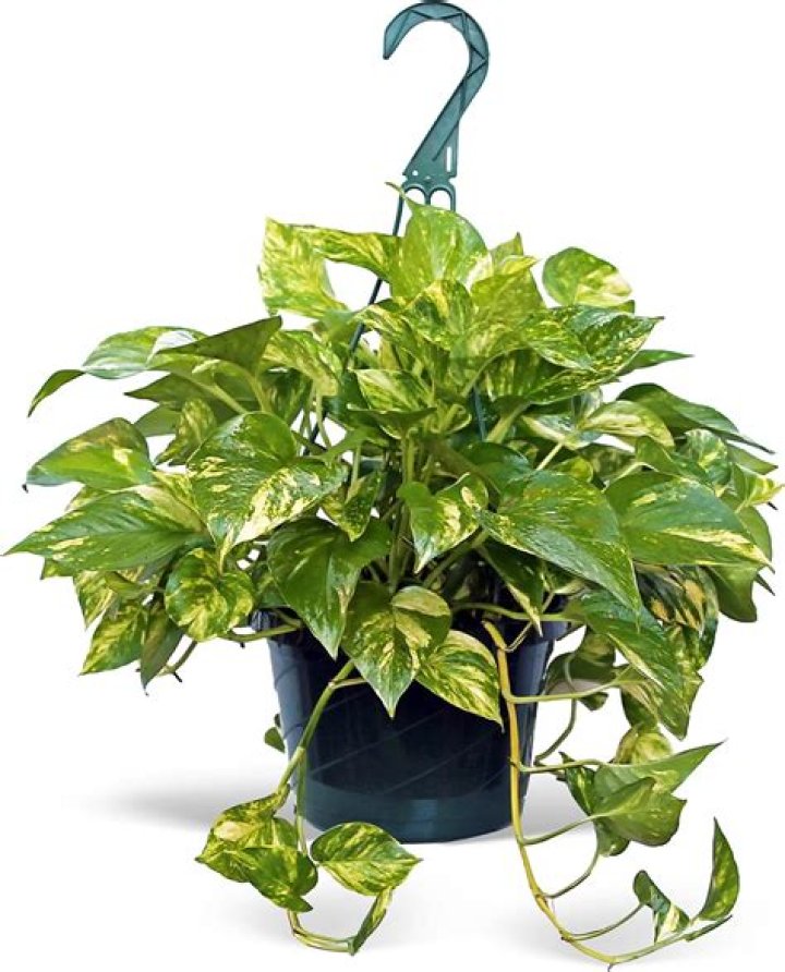 Why is the plant called Devil's Ivy?