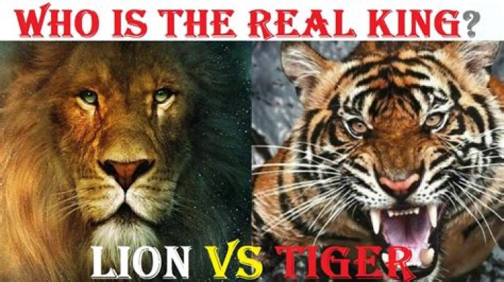 Why lion is the King of the Jungle not tiger?