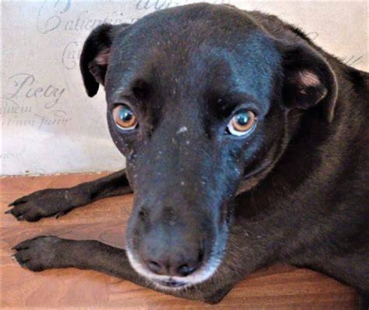 Why should you never look a dog in the eyes?