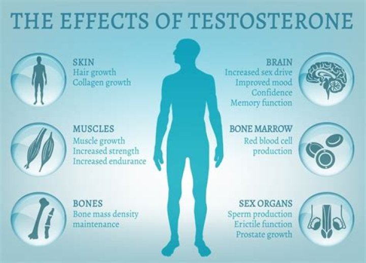 Why single men have higher testosterone?