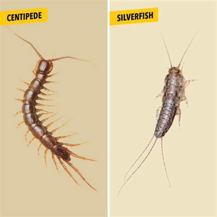 Why was there a centipede in my sink?