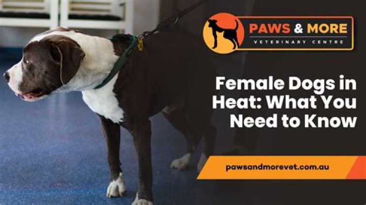 Why won't my dog go into his doghouse?