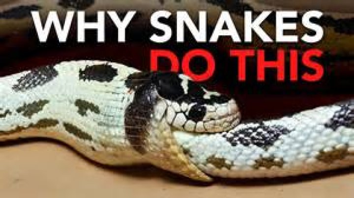Why would a snake eat itself?