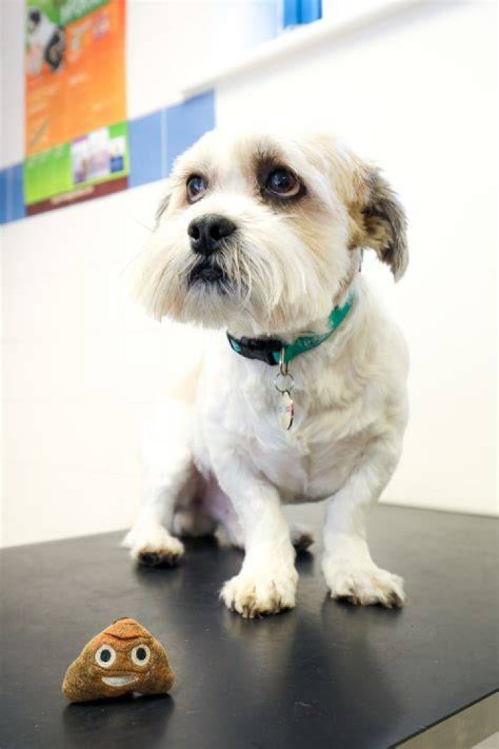 Will a dog still poop if they have a blockage?