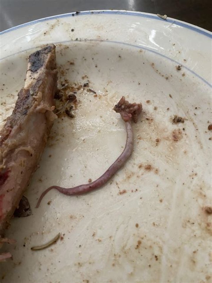 Will a worm eat a dead worm?