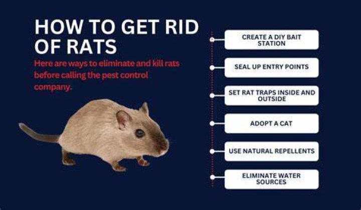 Will bleach get rid of rats?
