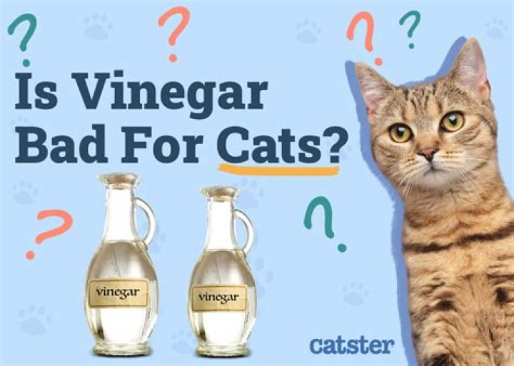 Will cats drink vinegar?