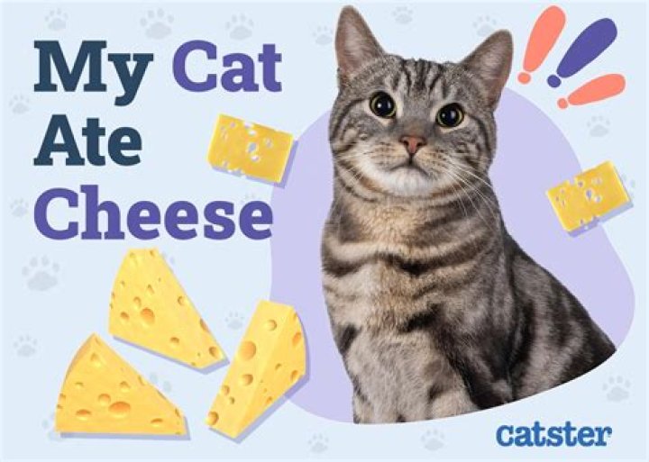 Will Cheese hurt a cat?