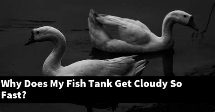 Will cloudy water go away?