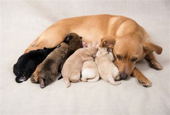 Will dogs eat their puppies?